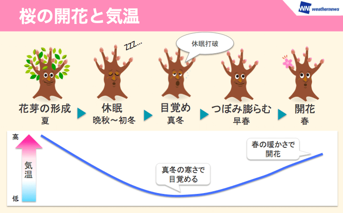 桜の開花と気温の画像