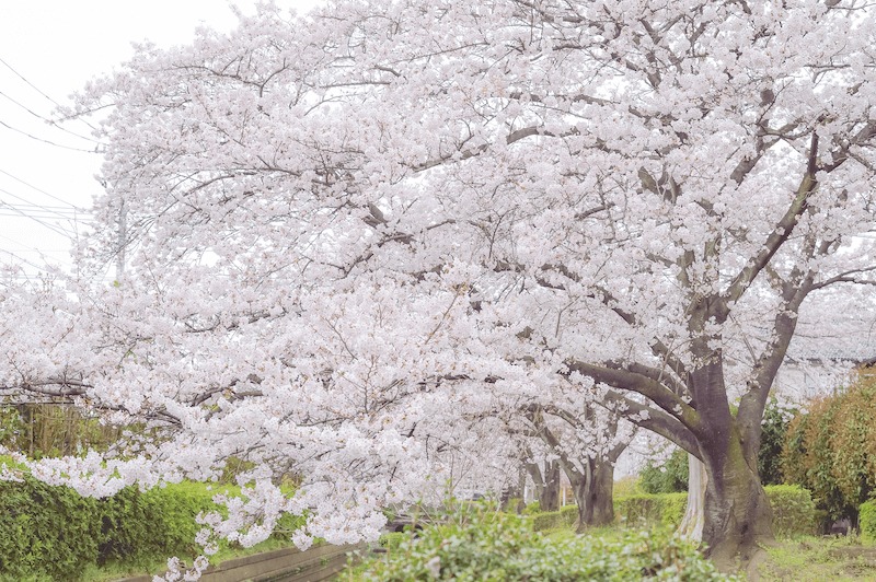 桜の画像