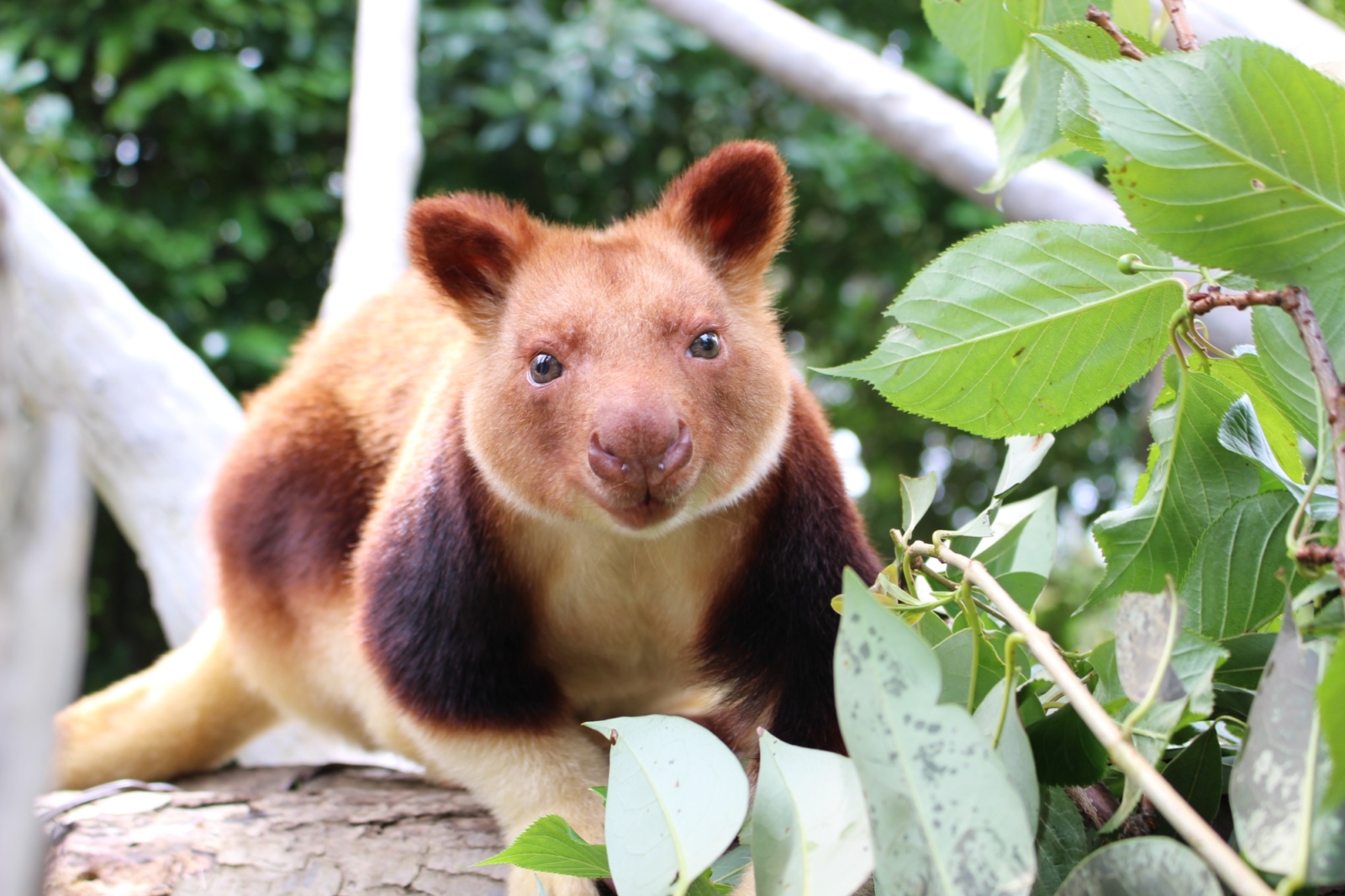 動物にとって快適な飼育環境って よこはま動物園ズーラシアの獣医師に聞きました マガジンど 温度に関わる衣食住についてのお役立ち情報 トレンド満載のデジタルマガジン 動物にとって快適な飼育環境って よこはま動物園ズーラシアの獣医師に聞きました マガジンど 温度に関わる衣食住についてのお役立ち情報 トレンド満載のデジタルマガジン