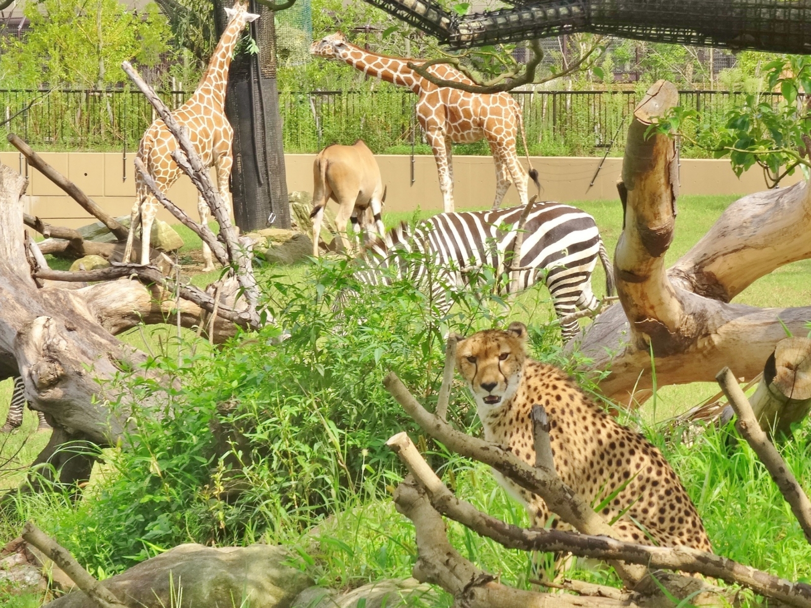 動物にとって快適な飼育環境って よこはま動物園ズーラシアの獣医師に聞きました マガジンど 温度に関わる衣食住についてのお役立ち情報 トレンド満載のデジタルマガジン