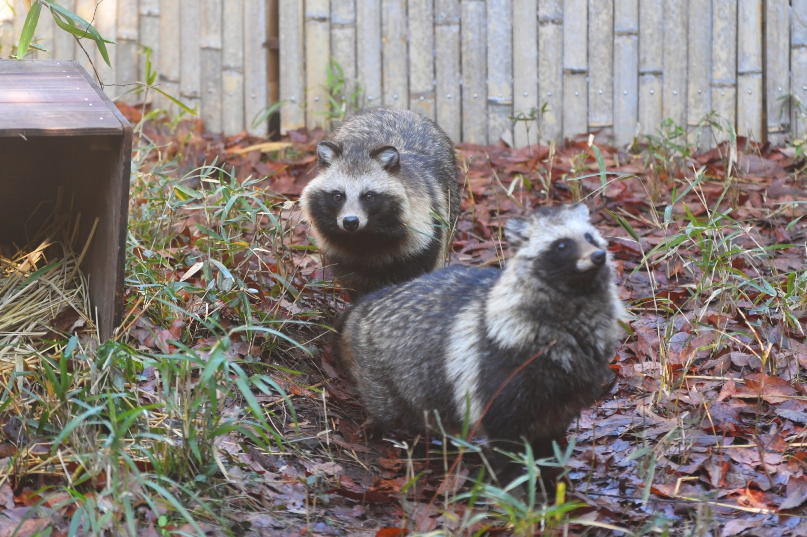 動物にとって快適な飼育環境って よこはま動物園ズーラシアの獣医師に聞きました マガジンど 温度に関わる衣食住についてのお役立ち情報 トレンド満載のデジタルマガジン 動物にとって快適な飼育環境って よこはま動物園ズーラシアの獣医師に聞きました マガジンど 温度に関わる衣食住についてのお役立ち情報 トレンド満載のデジタルマガジン